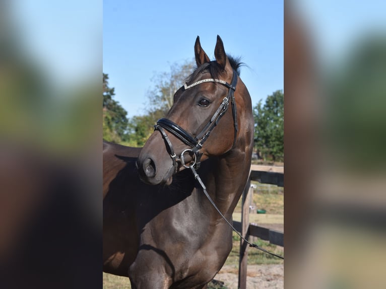 Other Breeds Gelding 7 years 16,2 hh Bay-Dark in Achtmaal