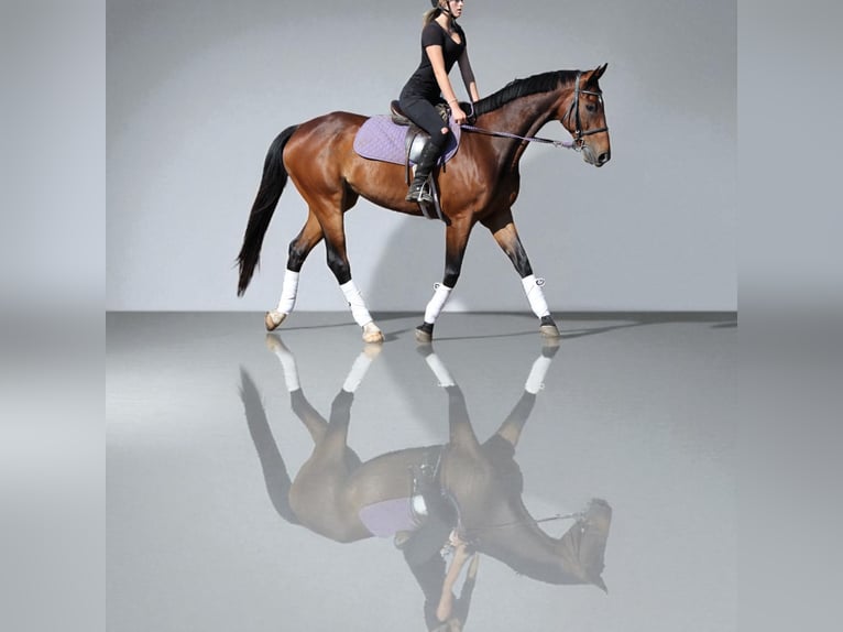 Other Breeds Gelding 7 years 16,2 hh Bay in Fort Collins