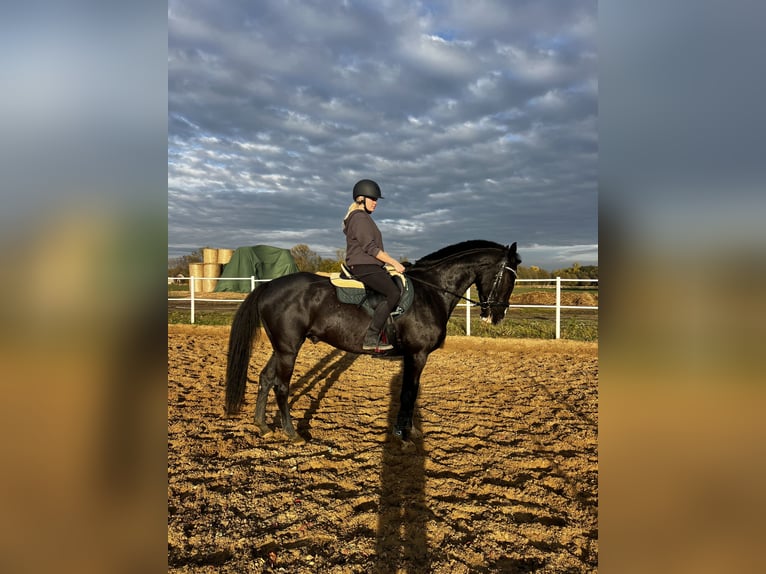 Other Breeds Gelding 7 years 16,2 hh Black in Dziarno Other Breeds Gelding 7 years 16,2 hh Black in Dziarno