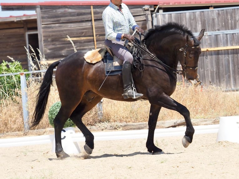 Other Breeds Gelding 7 years 16,2 hh Brown in Navas Del Madro&#xF1;o