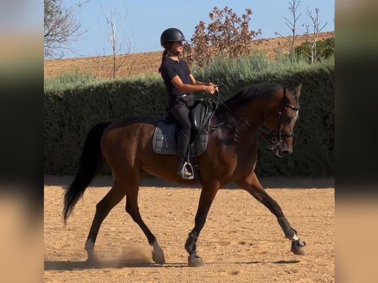 Other Breeds Mix Gelding 7 years 17 hh Chestnut in SEVILLA