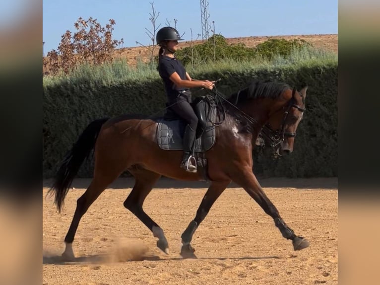 Other Breeds Mix Gelding 7 years 17 hh Chestnut in SEVILLA