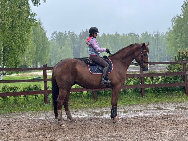 Other Breeds Gelding 7 years 17,1 hh Chestnut in Kaunas