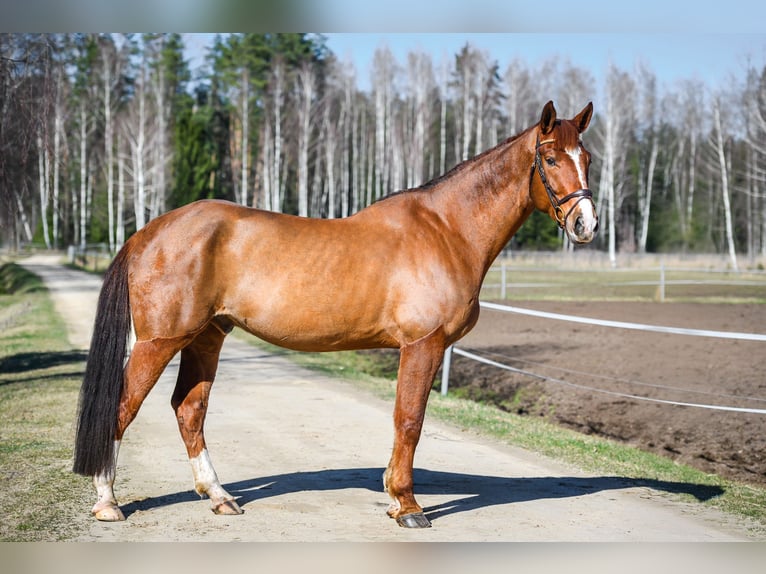 Other Breeds Gelding 7 years 17,1 hh Chestnut in Kaunas