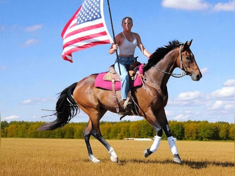 Other Breeds Gelding 7 years Bay in Fort Collins