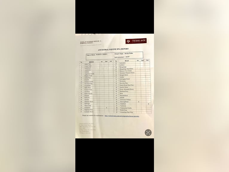 Other Breeds Gelding 7 years Bay in Fort Collins