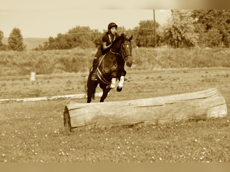 Other Breeds Gelding 7 years Bay in Fort Collins