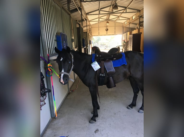 Other Breeds Gelding 7 years Black in Rochester