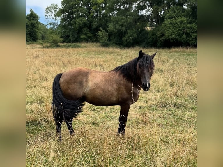 Other Breeds Gelding 8 years 11,1 hh Smoky-Black in Pau