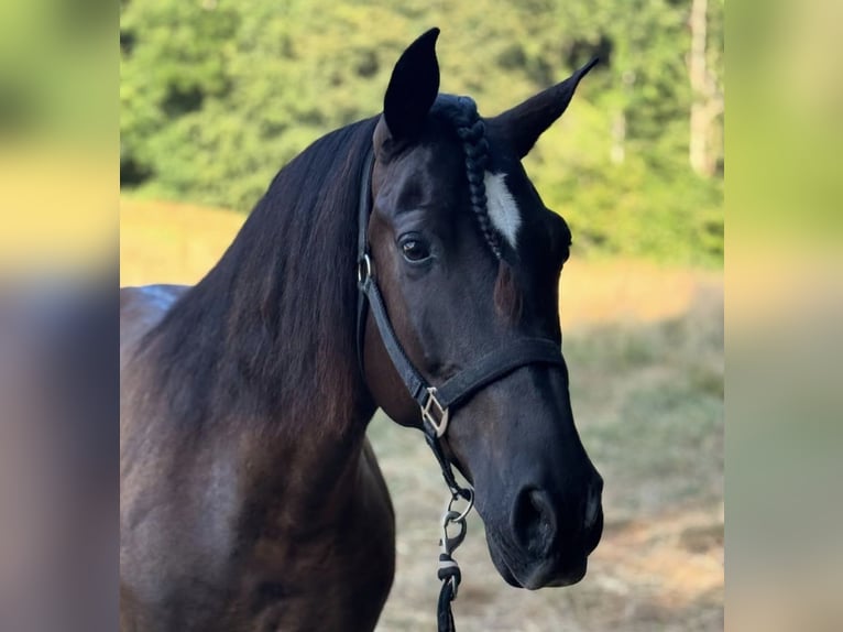 Other Breeds Gelding 8 years 11,1 hh Smoky-Black in Pau