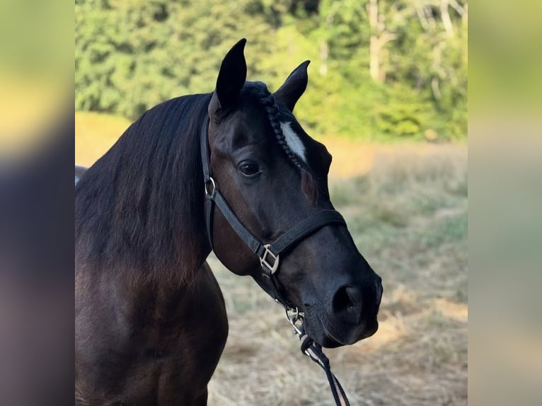 Other Breeds Gelding 8 years 11,1 hh Smoky-Black in Pau