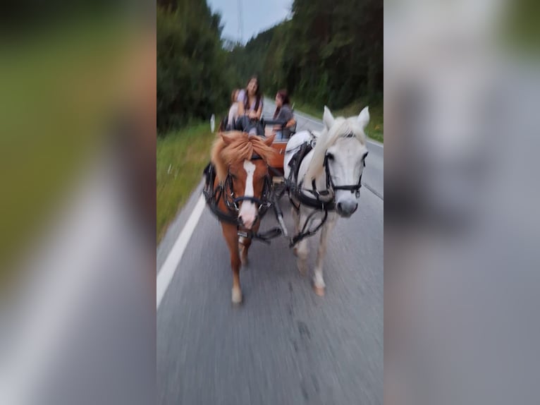 Other Breeds Gelding 8 years 11,2 hh Chestnut-Red in Krumbach