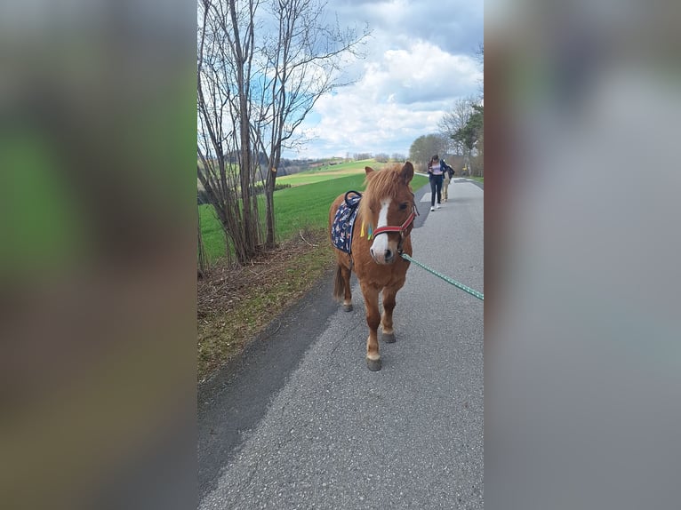 Other Breeds Gelding 8 years 11,2 hh Chestnut-Red in Krumbach