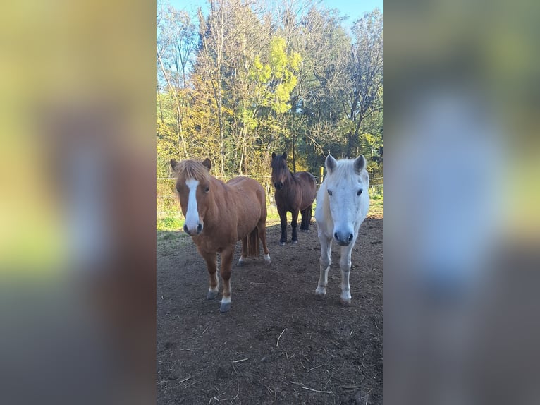 Other Breeds Gelding 8 years 11,2 hh Chestnut-Red in Krumbach
