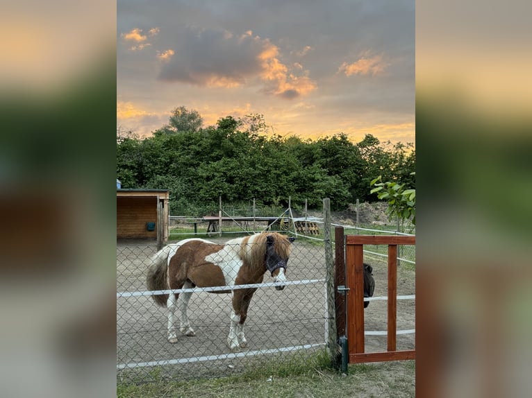 Other Breeds Mix Gelding 8 years 12,1 hh Pinto in Werder/Havel