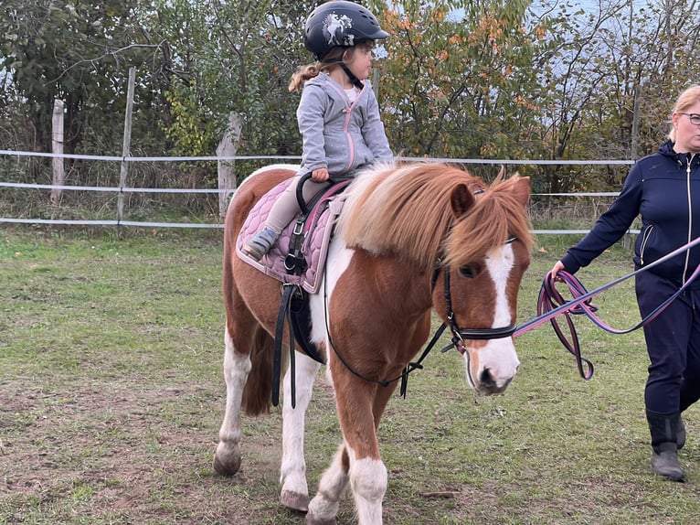 Other Breeds Mix Gelding 8 years 12,1 hh Pinto in Werder/Havel