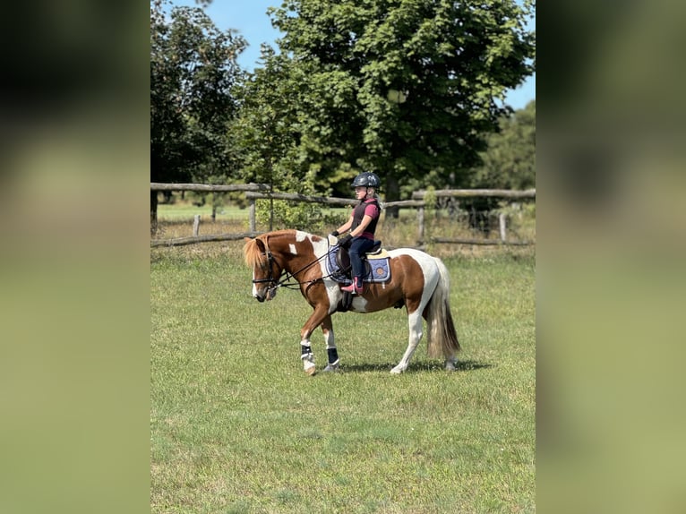 Other Breeds Mix Gelding 8 years 12,1 hh Pinto in Werder/Havel