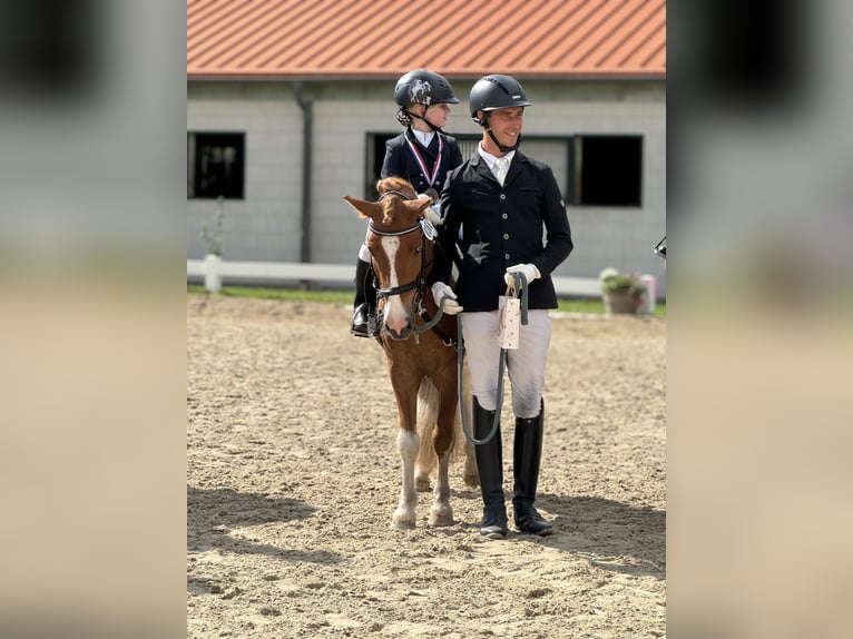 Other Breeds Mix Gelding 8 years 12,1 hh Pinto in Werder/Havel