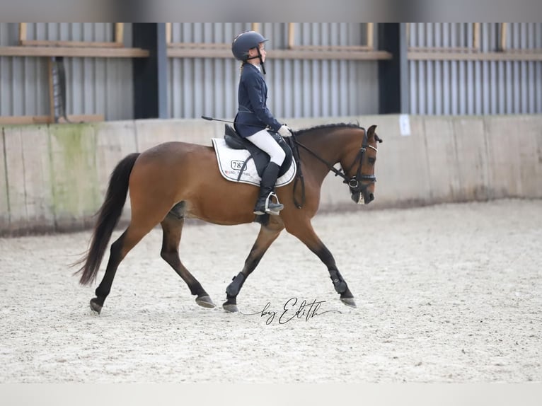Other Breeds Gelding 8 years 12.2 hh Brown in Harlingen
