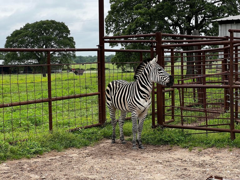 Other Breeds Gelding 8 years 12 hh in Fairfield TX