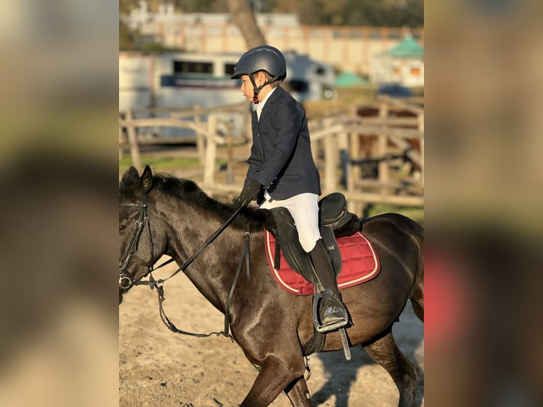 Other Breeds Gelding 8 years 13,2 hh Black in Benevento