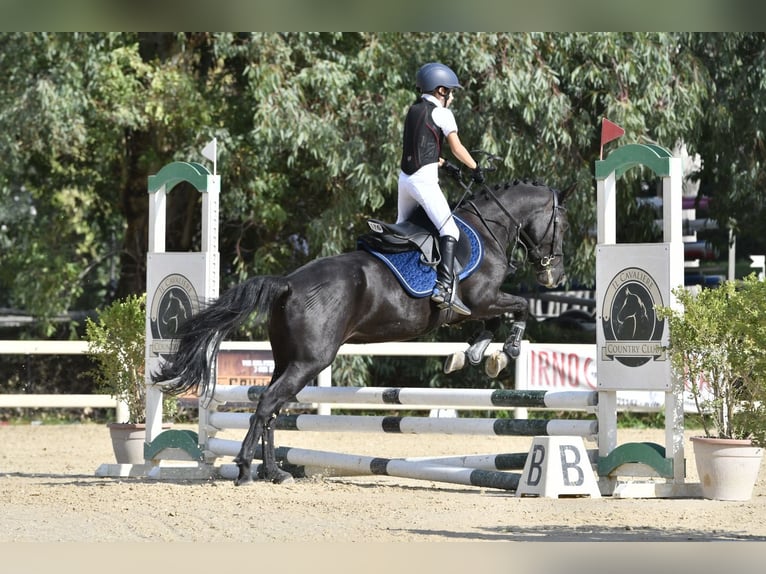 Other Breeds Gelding 8 years 13,2 hh Black in Benevento