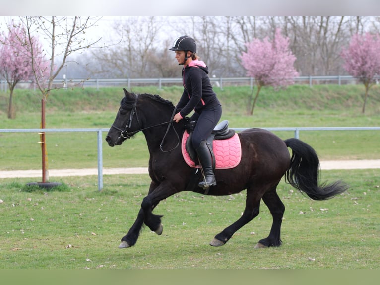 Other Breeds Gelding 8 years 13.3 hh Black in Abda