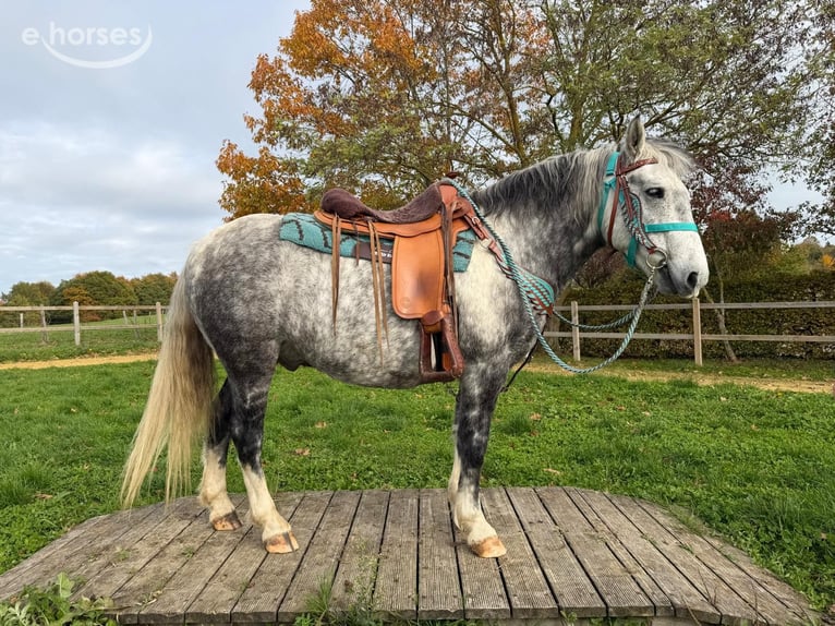 Other Breeds Gelding 8 years 13.3 hh Grey-Dapple in Linkenbach