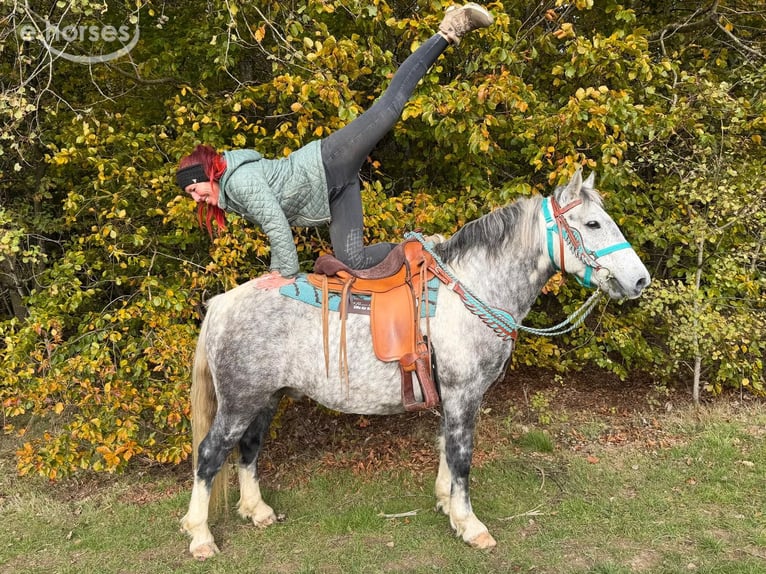 Other Breeds Gelding 8 years 13.3 hh Grey-Dapple in Linkenbach