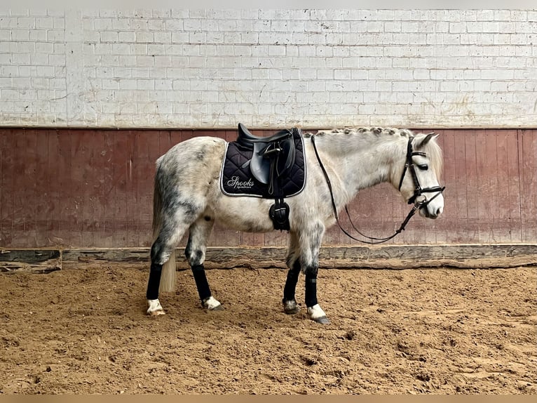 Other Breeds Mix Gelding 8 years 13 hh Gray-Dapple in Wacken