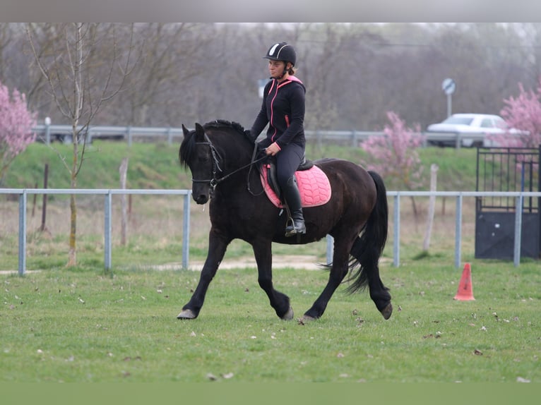 Other Breeds Gelding 8 years 13,3 hh Black in Abda