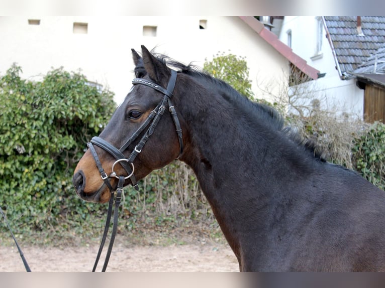 Other Breeds Gelding 8 years 14,1 hh Brown in Sonnefeld