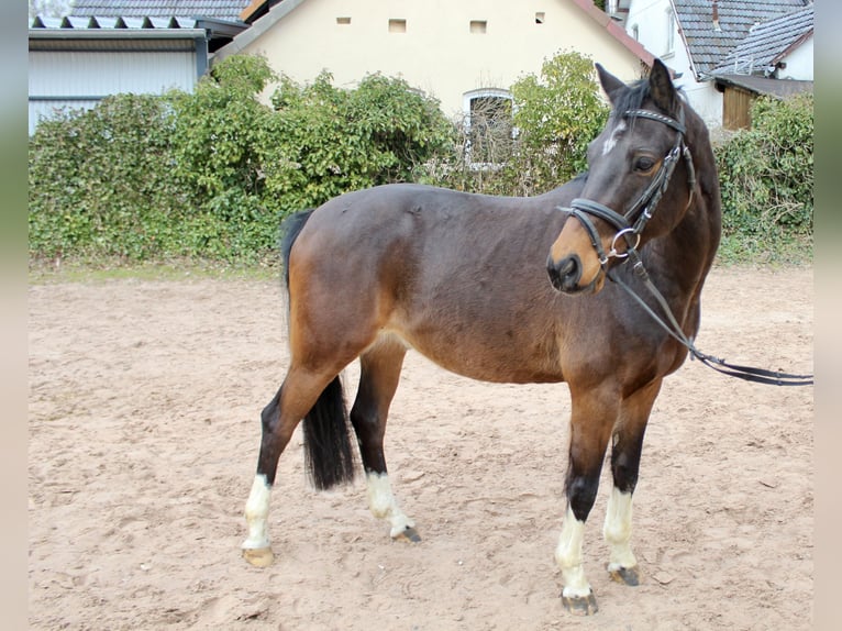 Other Breeds Gelding 8 years 14,1 hh Brown in Sonnefeld