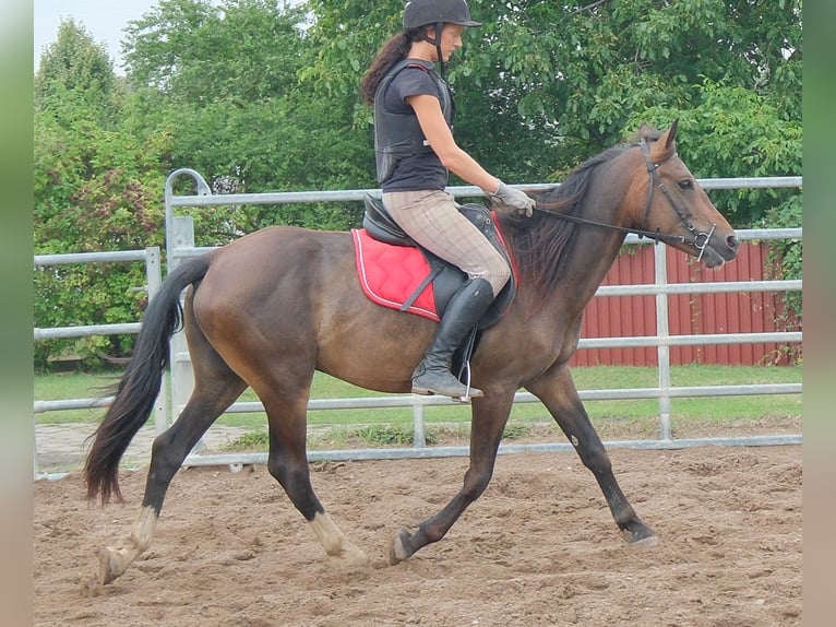 Other Breeds Gelding 8 years 14.2 hh Bay-Dark in Buttstädt