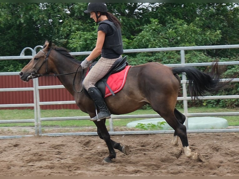 Other Breeds Gelding 8 years 14.2 hh Bay-Dark in Buttstädt