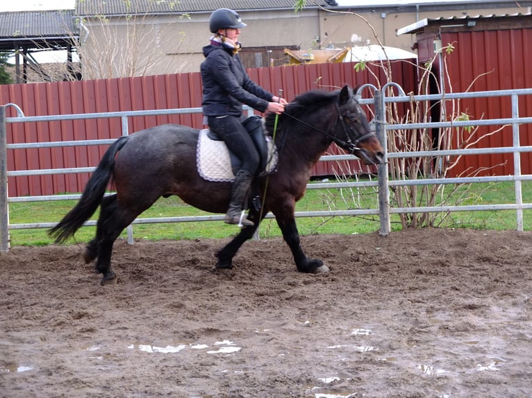 Other Breeds Mix Gelding 8 years 14,2 hh Brown Falb mold in Ellersleben