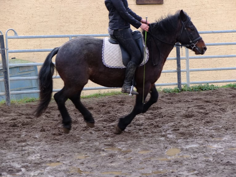 Other Breeds Mix Gelding 8 years 14,2 hh Brown Falb mold in Ellersleben