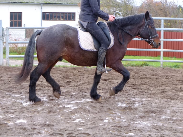 Other Breeds Mix Gelding 8 years 14,2 hh Brown Falb mold in Ellersleben