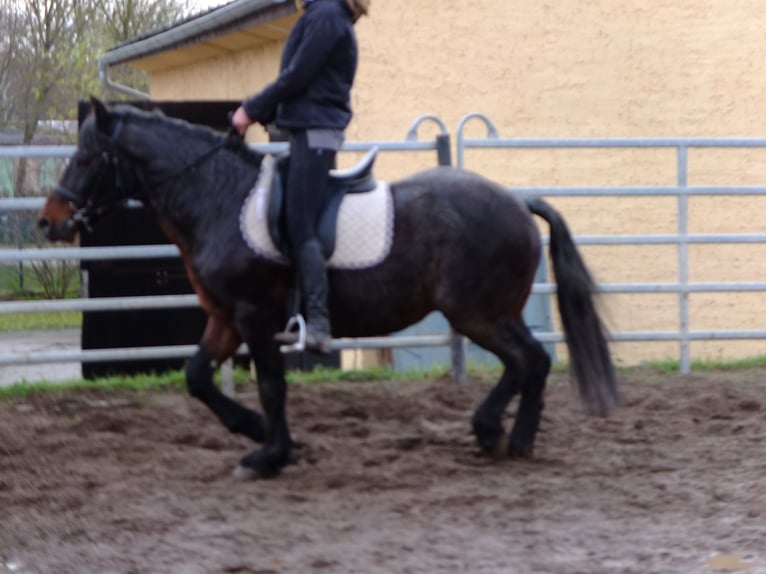 Other Breeds Mix Gelding 8 years 14,2 hh Brown Falb mold in Ellersleben