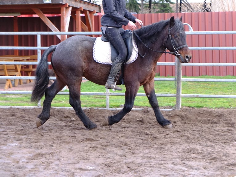 Other Breeds Mix Gelding 8 years 14,2 hh Brown Falb mold in Ellersleben