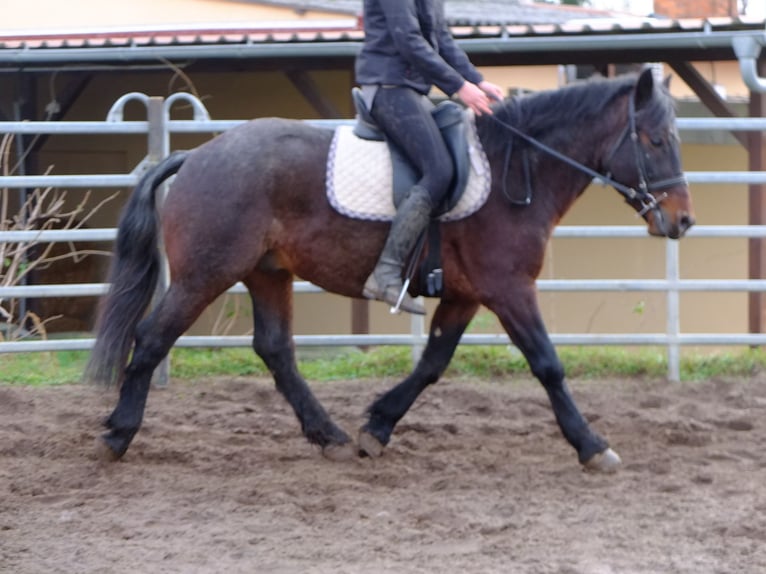 Other Breeds Mix Gelding 8 years 14,2 hh Brown Falb mold in Ellersleben