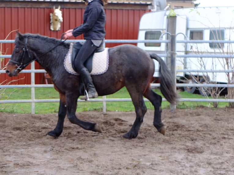 Other Breeds Mix Gelding 8 years 14,2 hh Brown Falb mold in Ellersleben