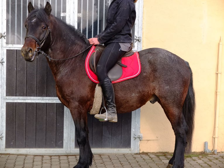 Other Breeds Mix Gelding 8 years 14,2 hh Brown Falb mold in Ellersleben