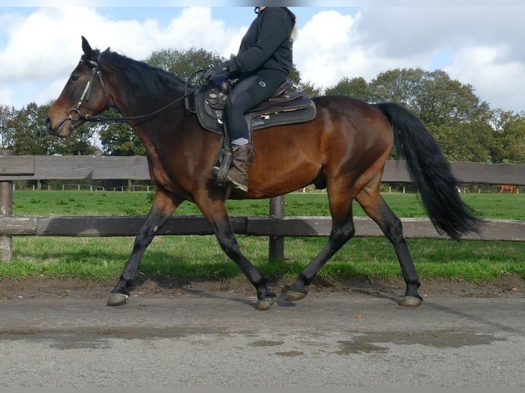 Other Breeds Gelding 8 years 14,2 hh Brown in Lathen