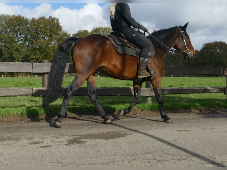 Other Breeds Gelding 8 years 14,2 hh Brown in Lathen