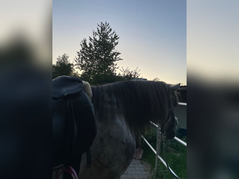 Other Breeds Mix Gelding 8 years 14,2 hh Gray-Dapple in Bernried