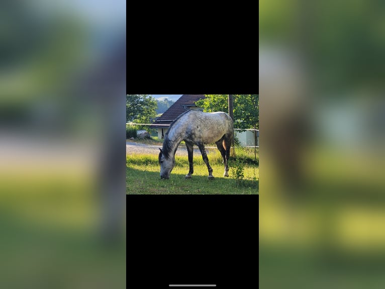 Other Breeds Mix Gelding 8 years 14,2 hh Gray-Dapple in Bernried