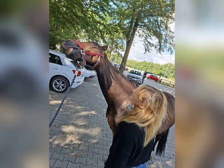 Other Breeds Mix Gelding 8 years 14.3 hh Brown in Delbrück