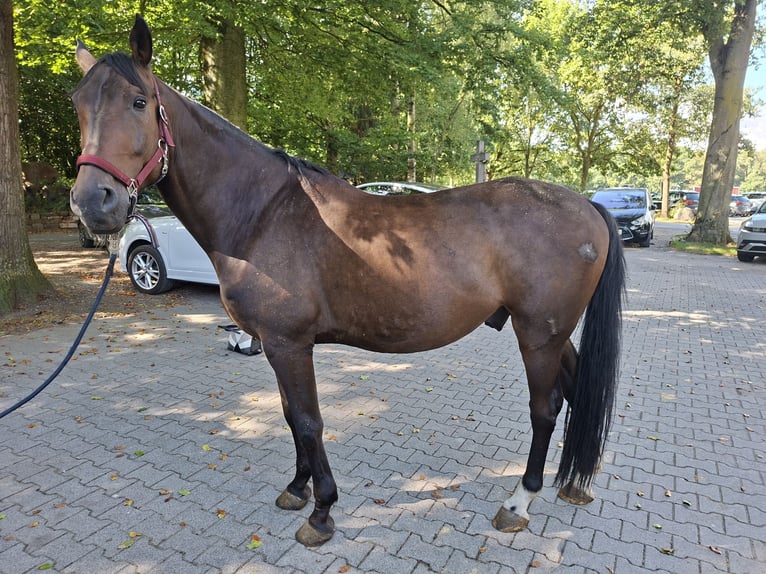 Other Breeds Mix Gelding 8 years 14.3 hh Brown in Delbrück