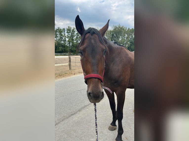 Other Breeds Mix Gelding 8 years 14.3 hh Brown in Delbrück